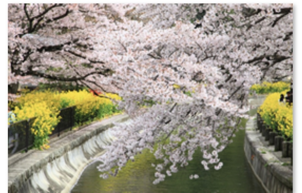 【菜の花×桜×京都】琵琶湖疏水〜蹴上インクラインをお散歩して写真を楽しもう！