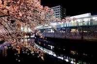 【平成生まれ集まれ！！】
大岡川・夜桜散策