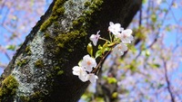 【お花見　昭和記念公園で散策、お花見】