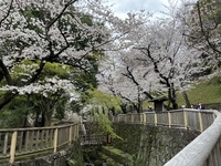 王子飛鳥山公園午前の桜ウォーク
