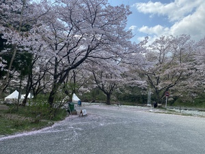 花見キャンプをしよう！物事の始まり
キャンプサークル入ってみませんか？