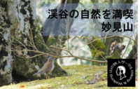【能勢の妙見山登山】水と緑の豊かなせせらぎを巡ろう！
