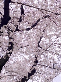 【荒川沿い花見散歩】
戸田公園駅→戸田桜づつみ→戸田公園駅