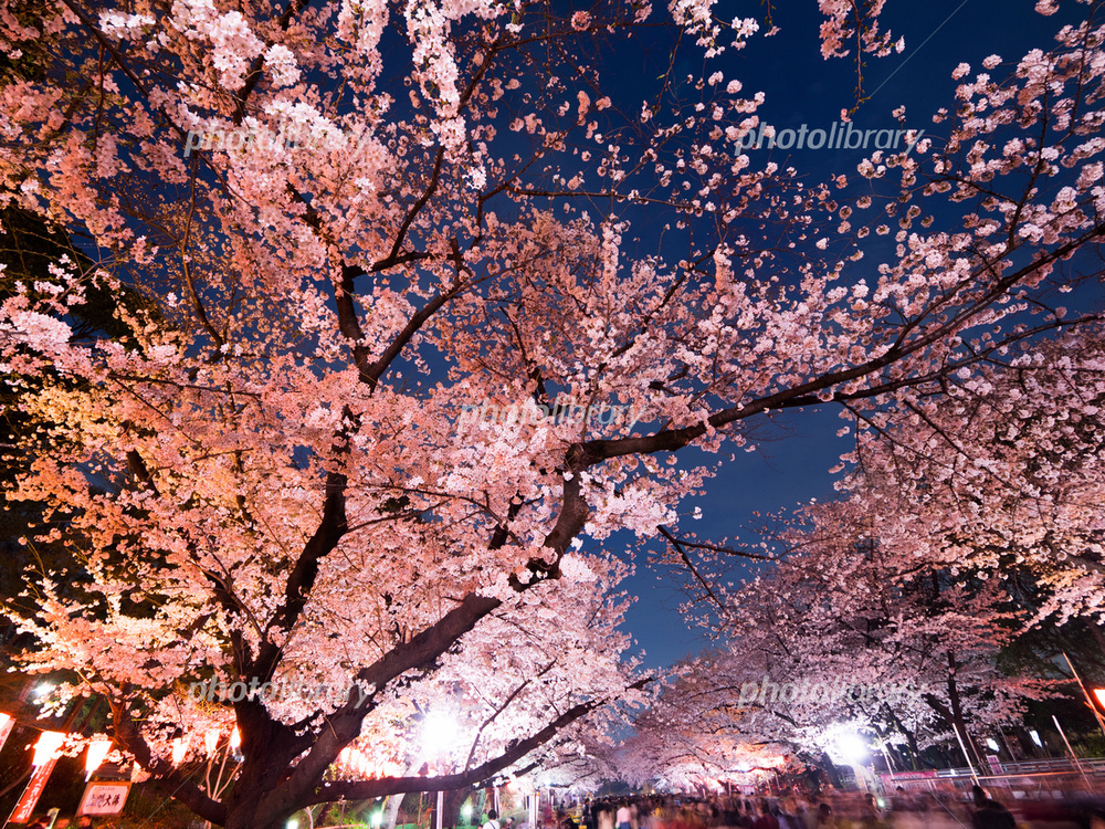 4/8（金）19時30分〜21時00分

「夜桜見物会🌸in  上野公園」
（上野公園をゆっくり歩きながら、夜桜🌸を楽しみましょう☺️）