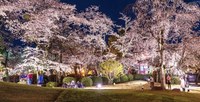 20〜30代でみんなでわいわい楽しく夜桜🌸🌃会しましょうー！！