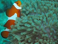 【4/16(土)】葛西臨海水族館で魚を学ぼう！