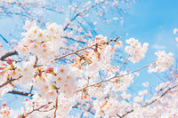 4/10 砧公園　夜桜会🌸🌸🌸