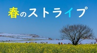 【ひたち海浜公園みはらしの丘ネモフィラ撮影会】