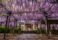 【旅撮-Tabidori-】東京拠点第一回企画 星空・季節の花々撮影