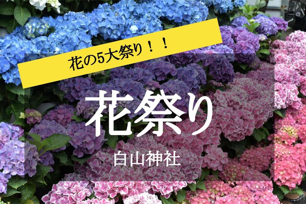 【紫陽花まつり×白山神社】初夏の花！3,000株の多彩な紫陽花を見に出かけよう！
