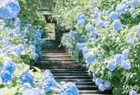 「あじさい寺」として知られる鎌倉【明月院】で紫陽花撮影&鎌倉散策📷