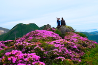 【平日企画】久住ミヤマキリシマ朝駆け