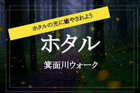 【ホタル観賞✕箕面川】夏の風物詩！ ホタルを見ながらゆったりウォーキングしよう♡