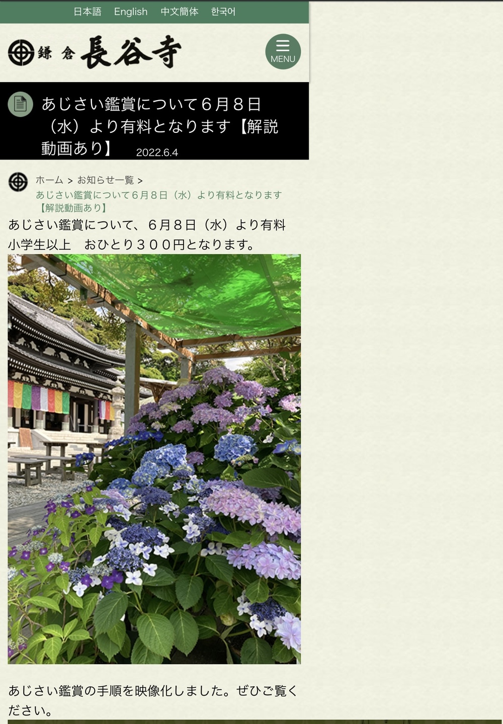 一緒に長谷寺に紫陽花を観に行く🚃鎌倉巡り