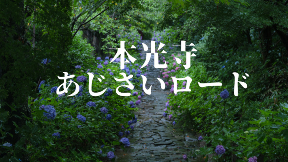 6/11(土曜)【名古屋・幸田】三河あじさい寺&古民家カフェdeあじさいまつりを満喫♪【ネクステdeお花見会】