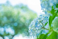 紫陽花を見に行こう！花を楽しむ会です