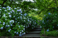 【レトロ神戸】ハーブ園あじさい撮影