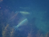 6月18日(土) 葉山or城ヶ島