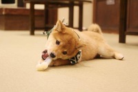 豆柴カフェでもふもふ！犬に癒されよう企画