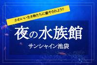 【夜の水族館×池袋】仕事終わりに！ のんびり泳ぐ可愛い生物達に癒やされよう〜♡