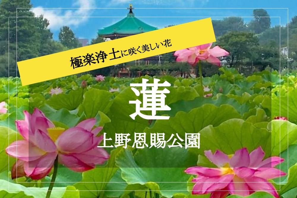 【蓮×上野公園モーニングウォーク】早い時間にしかみられない、直径25cmの花！ 池一面の蓮をみて夏の暑さを吹き飛ばそう。