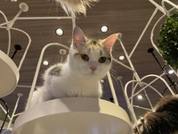 【ココロに癒しを☺️潤いを☺️】7/16（土）13時〜  可愛いニャンコ🐱に癒されたい in 渋谷（※お店の情報等はイベントメッセージでお伝えいたします🌸）