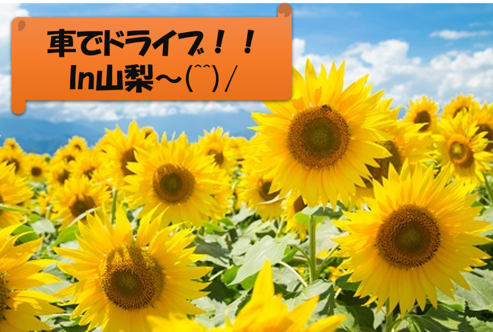 ２０・３０代限定！！【ひまわり畑×ドライブ】　夏を感じたい人集合！！(^^)/