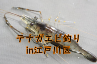 【何も釣れなかったら全額返金】テナガエビ釣りin江戸川区