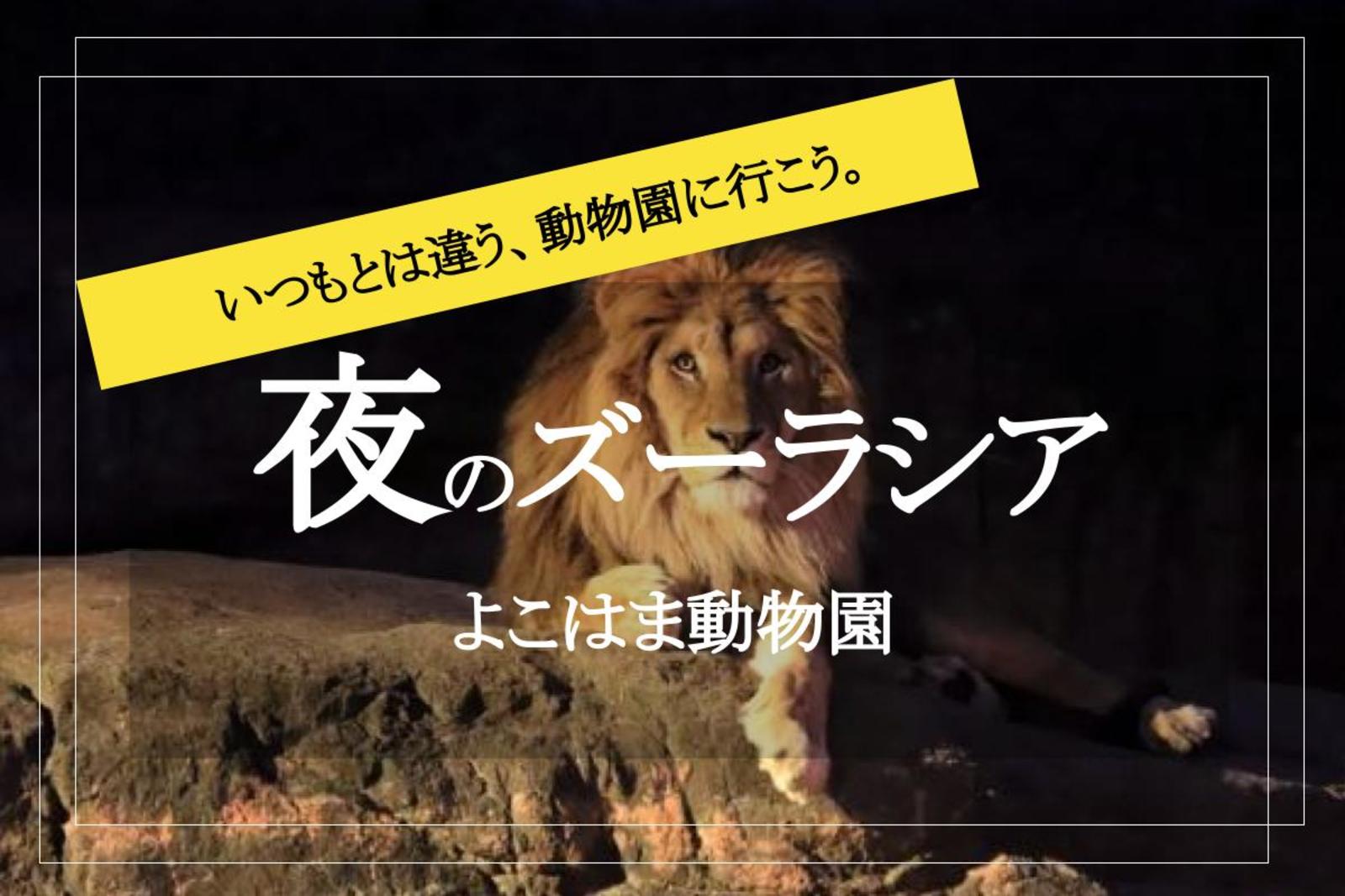 【夜の動物園×横浜】今までとはちがう、新しい動物園の楽しみ方！ ナイトズーラシアに行こう〜♡