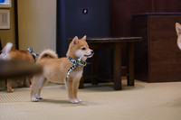 動物カフェ@豆柴カフェに行こう🐶