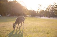 朝活撮影☆光芒撮りたい！！【奈良の鹿🦌】スマホ参加もOK