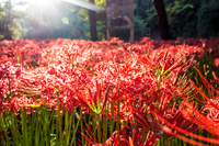 【カメライベント】巾着田曼殊沙華まつり2022に行きましょう