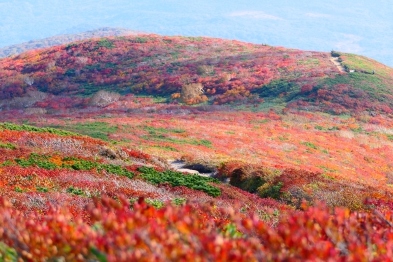 【旅撮-Tabidori- Tokyoとの合同企画】東京発着10/6夜発～10/10夕方帰 三陸花火・栗駒山他　秋登山旅【東北編】
