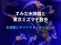【40代以上がメイン】すみだ水族館と東京ミズマチを歩いてリラックス🐠