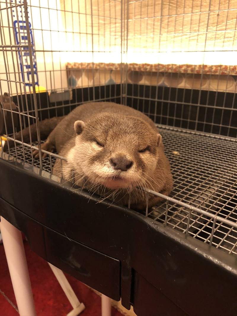ワクワク楽しいカワウソカフェへ行こう