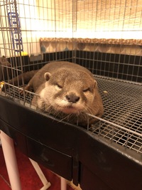 ワクワク楽しいカワウソカフェへ行こう