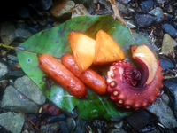 秘境で森の燻製器づくりと燻製！【ブッシュクラフト】