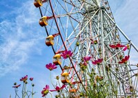 【カメライベント】葛西臨海公園でコスモスと観覧車とか夕日とか、ゆるーくフォトウォーク