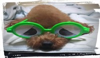 犬と一緒にワンワン飲み会！愛犬と一緒に参加出来ます。