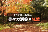 【等々力渓谷×紅葉】23区唯一の渓谷で紅葉を満喫しよう～！