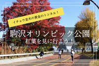 【駒沢オリンピック公園×紅葉狩り】イチョウ並木が作り出す美しい黄金のトンネルを散歩しよう！