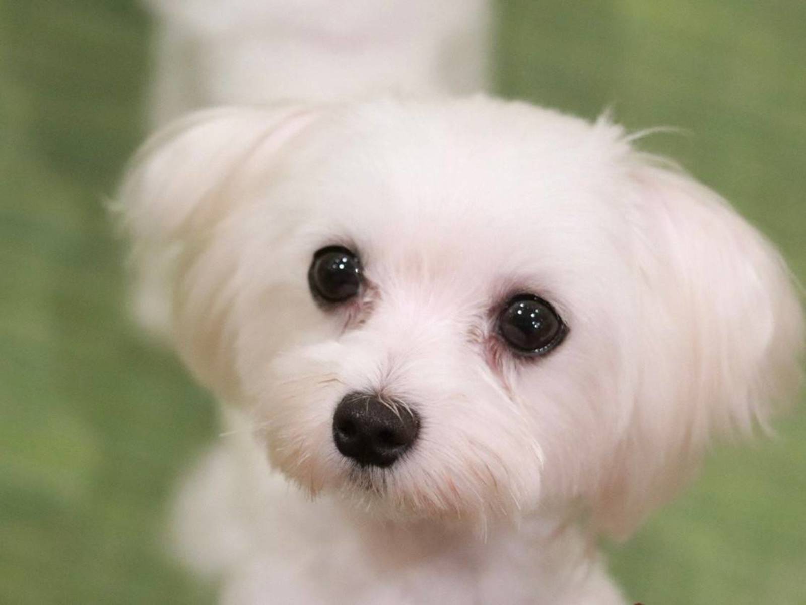 子犬カフェ会！女性主催です〜🐶