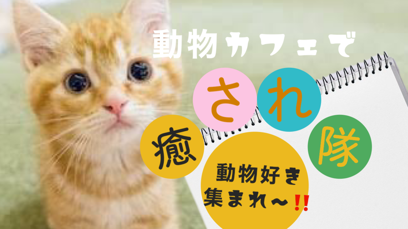 【動物カフェ🐶×新宿】週末に可愛い動物たちに会って、モフモフ癒されよう‼️動物好き集まれ〜