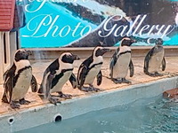 【女性割実地中♪】ペンギンさんと触れ合えるBARで交流会！