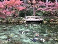 11/6(日曜)【名古屋～岐阜・板取】毎月開催の11月は「モネの池」を満喫♪【ネクステdeお花見会】