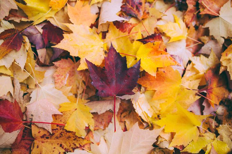 11/12開催 撮影会（昭和記念公園）