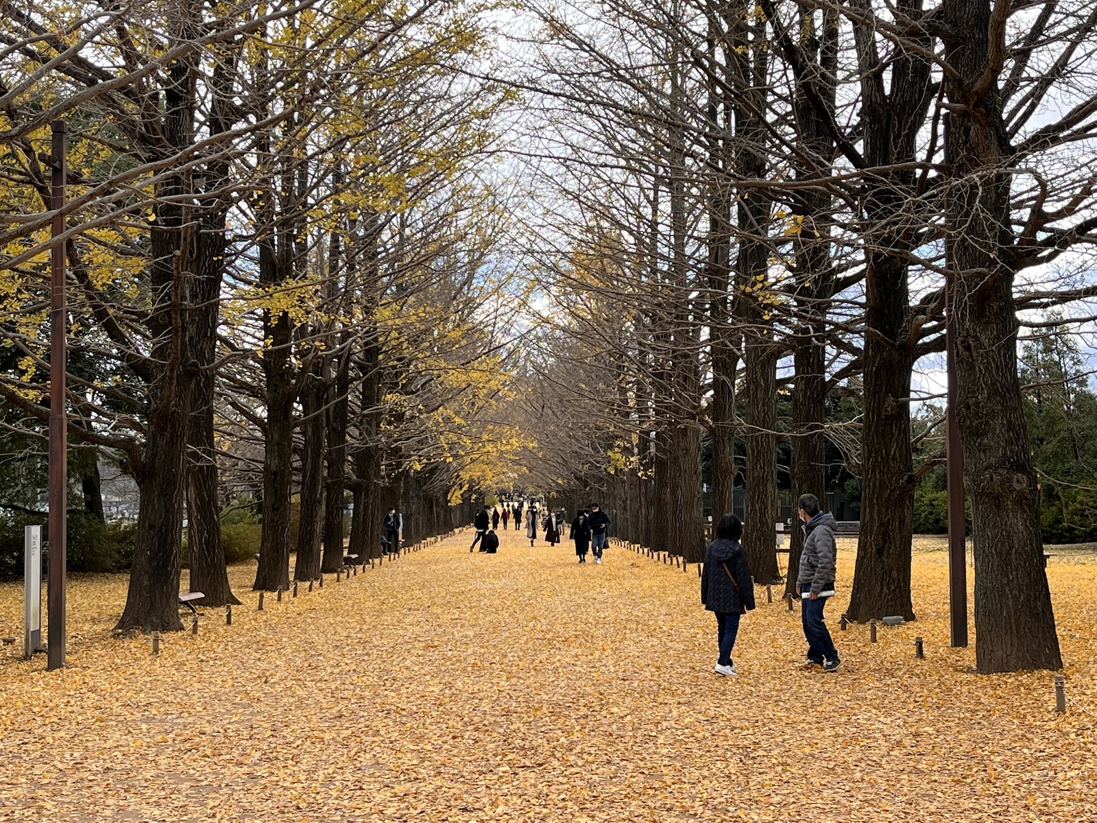 国営昭和記念公園散策/かたらいのイチョウ並木