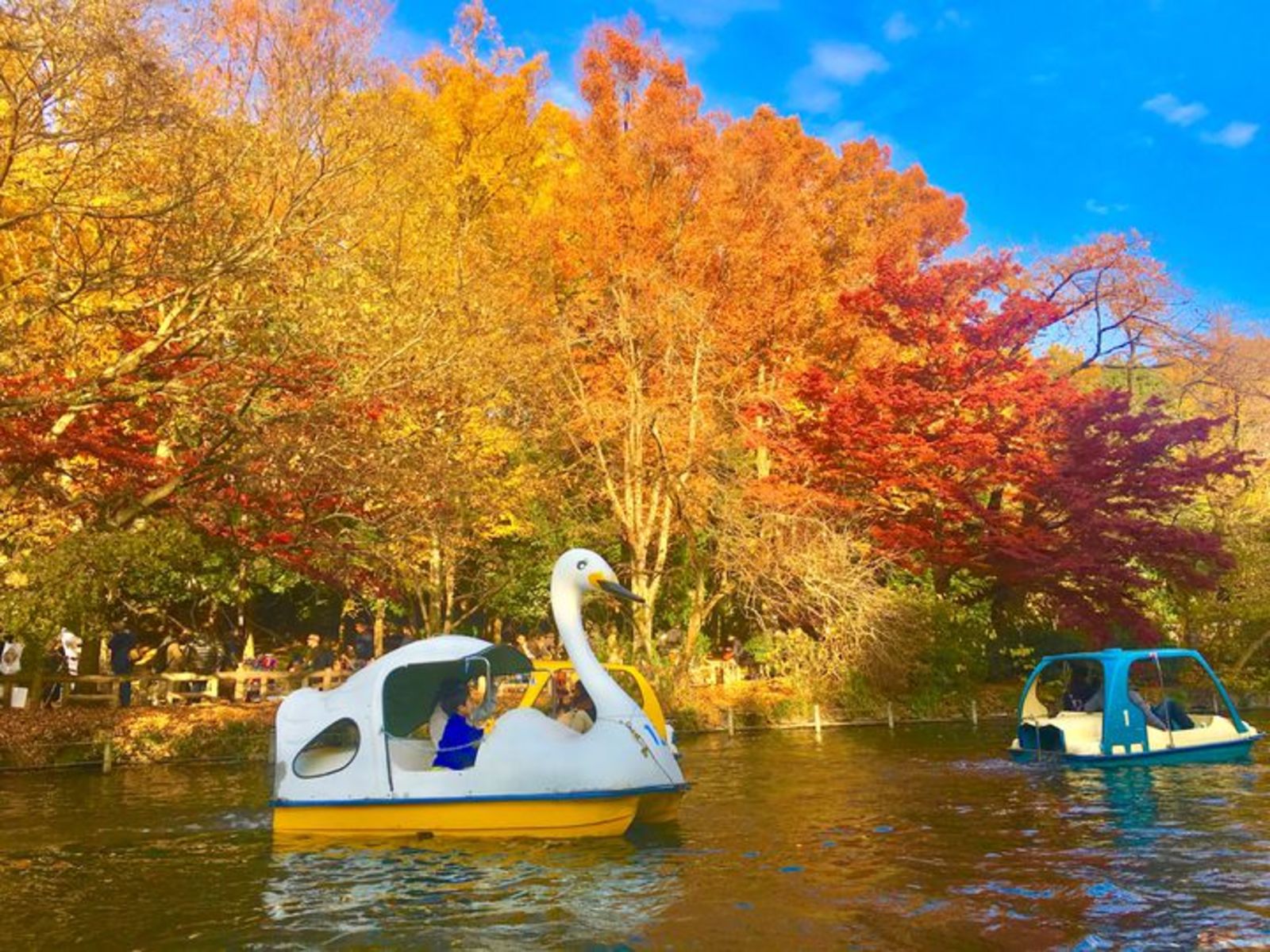 紅葉×井の頭公園！雨の場合はカフェ会に切り替える可能性あり