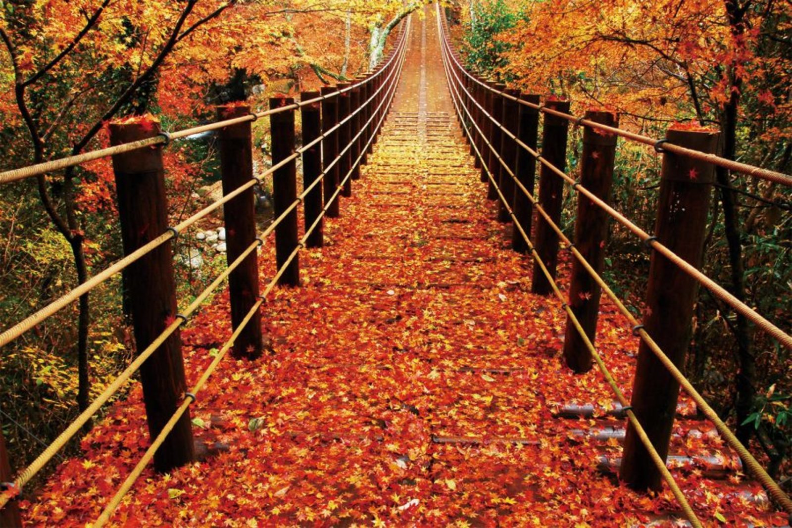 【日帰りツアー】🍁花貫渓谷＆龍神大吊橋の国際交流ツアー🥢 ＠茨城県