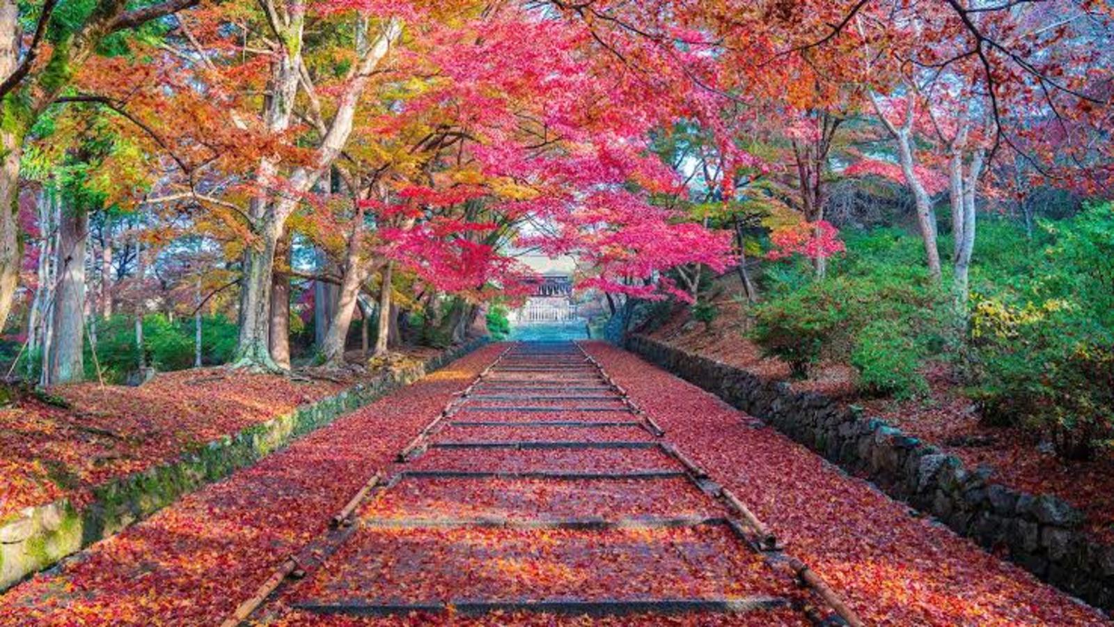 蹴上インクライン♪京都紅葉散歩🍁